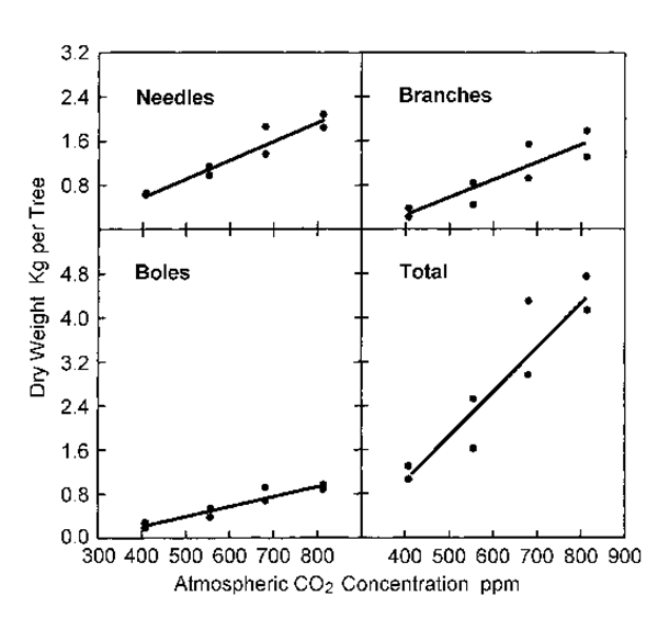 Rponse de la croissance des jeunes pins Eldarica au CO2